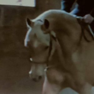 Meet your Posher, Dyan